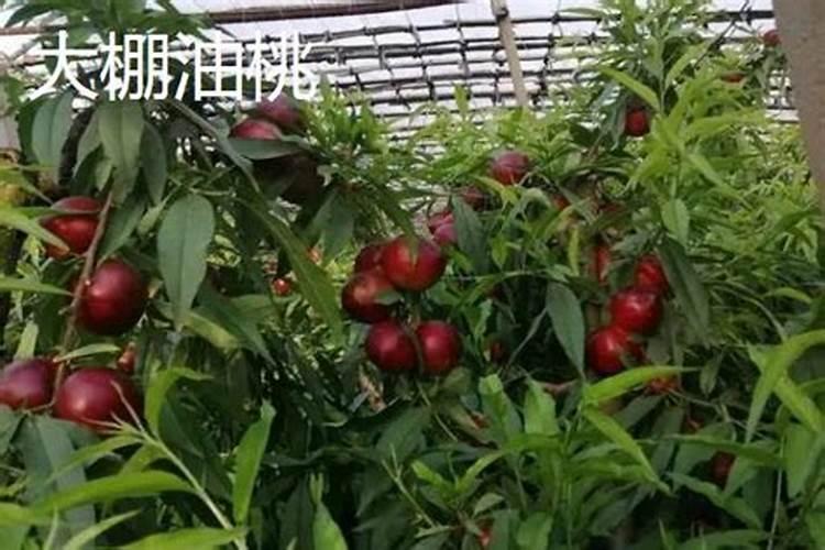 硝铵化肥的功效和用途 可以与哪些肥料混用