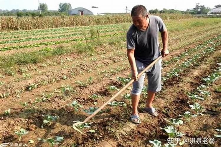 农家肥和化肥的比较 从作用,效果,优缺点来分析？