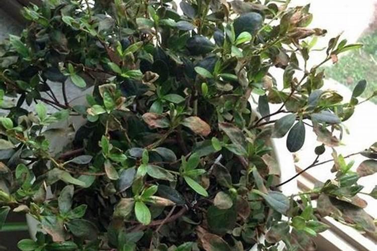 农场的问问智慧果是哪弄的？