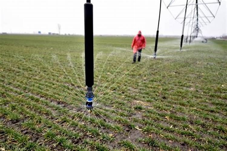 钾钙硼肥有哪些