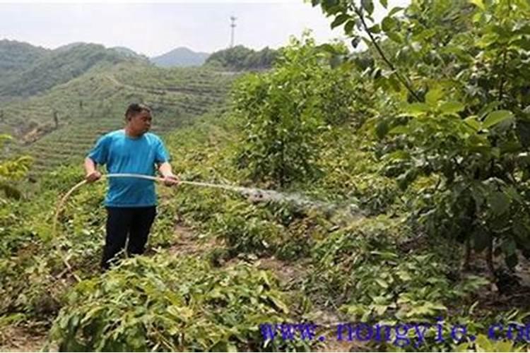 核桃如何喷施叶面肥