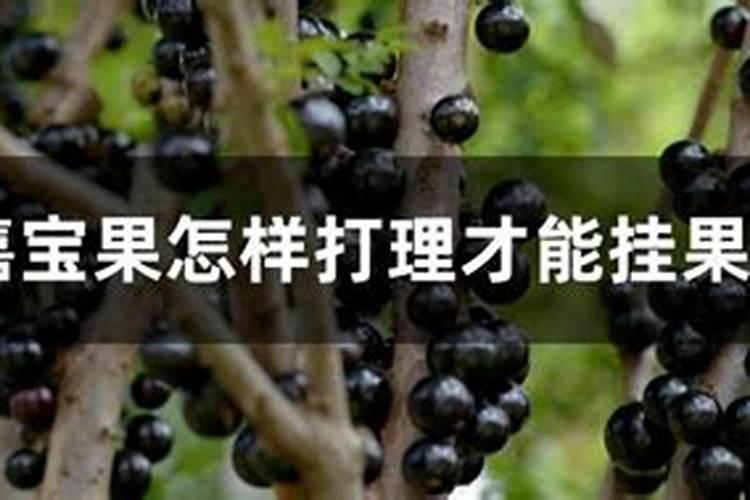 嘉宝果多结果的方法 嘉宝果如何施肥