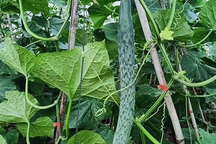 菊苣草种植技术和方法