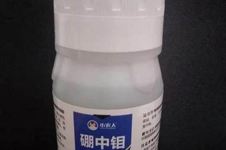 马尼拉草坪杂草的除草办法