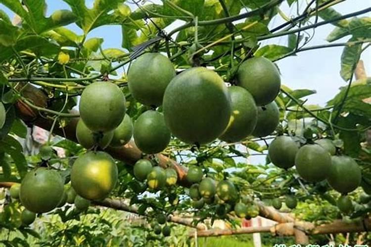 夏秋季芦荟的养护技术