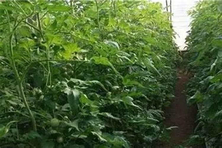 番茄定植后,什么时候打药好
