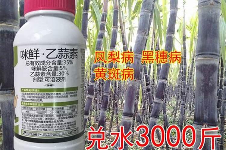 甲壳素叶面肥能防止红枣缩果病