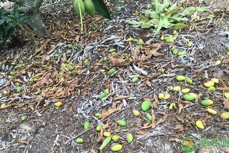 西瓜用流体钙氨基酸钙那个好？