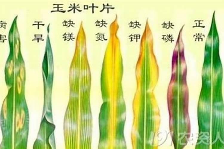 玉米氮肥过多的危害,附各个阶段的需肥量