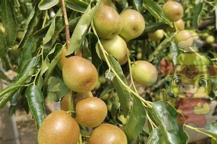 黄腐酸钾和氨基酸可以复配吗效果如何？