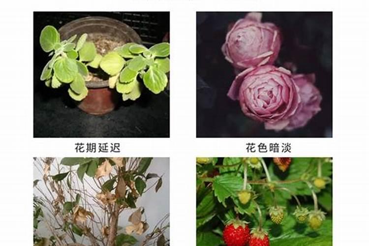要让花朵尽快开放,用什么肥最好