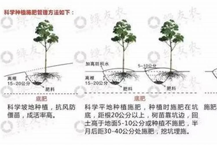 桉树第一年施多少肥