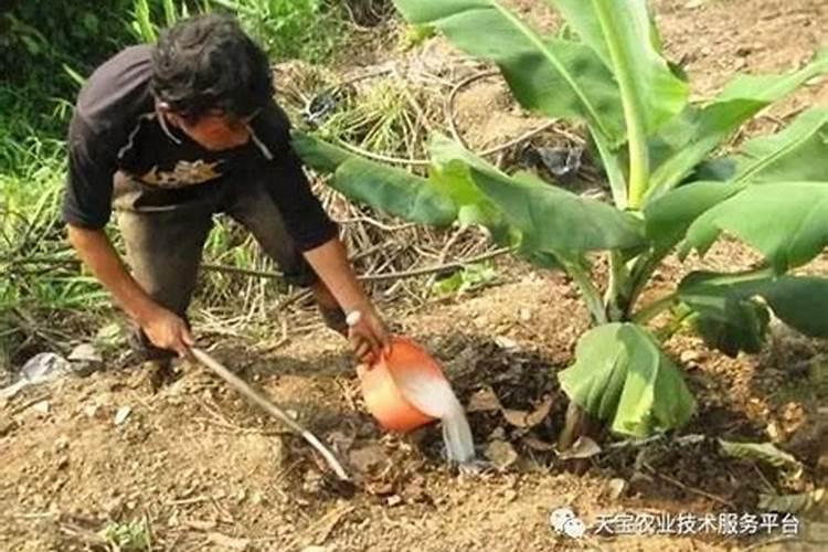 大葱什么时候追肥合适 高产追肥方法