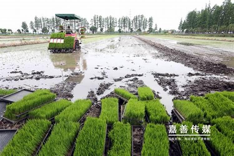 农家肥氮肥有哪些