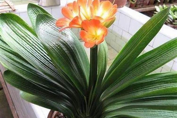 君子兰叶面肥怎么用