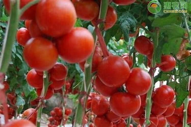 兰草促花的最佳方法(施什么肥促根促芽又促进兰花开花)