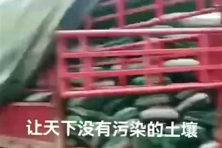 盆栽花卉用什么肥料比较好？哪些肥料生根壮根肥效好？