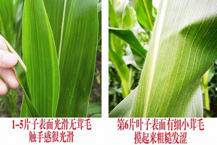 玉米补锌硼最佳时期