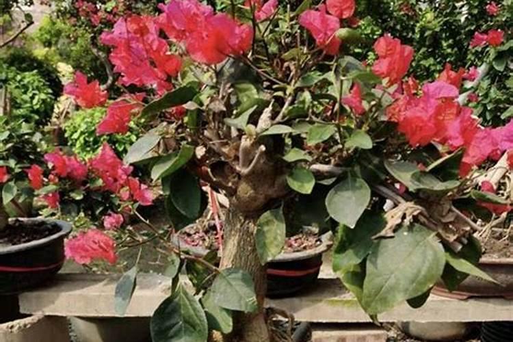 菠萝蜜烂果可以当肥料吗？