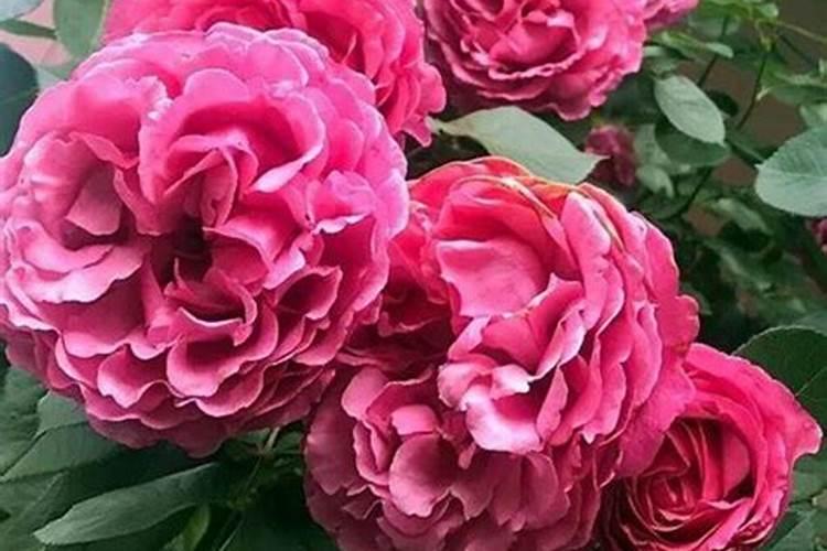 菠萝皮能做花肥吗 菠萝蜜外皮可做肥料用吗