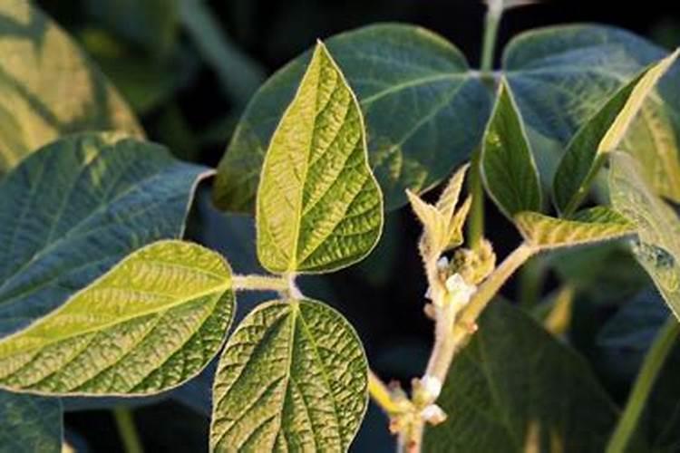 大豆苗弱喷什么肥