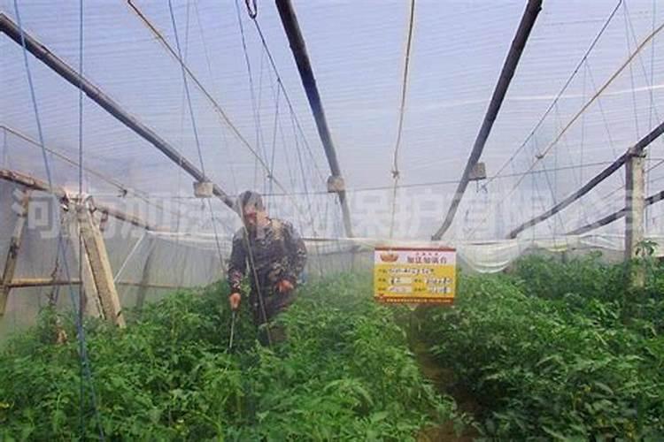 多肉秋冬季施肥方法 秋季如何给多肉施肥