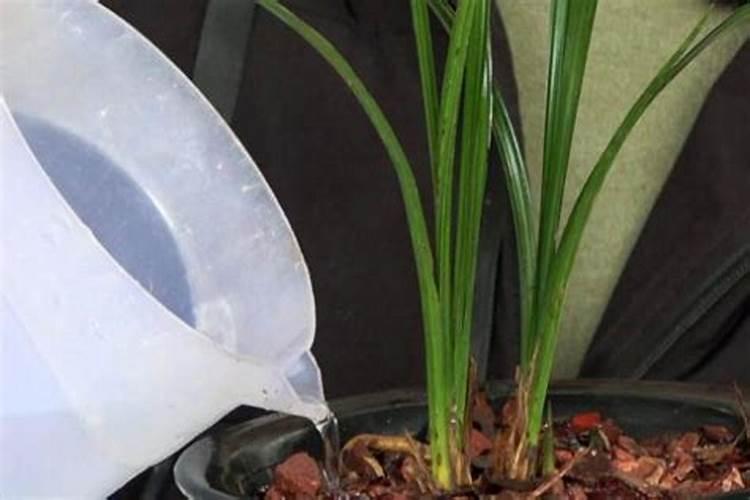 兰花可以用豆饼肥吗,怎样给兰花施饼肥