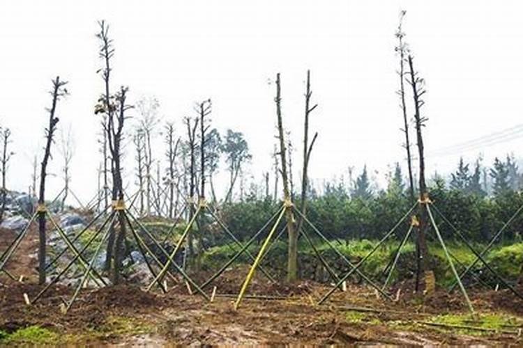 辣椒树苗已移栽活适合放什么肥料？