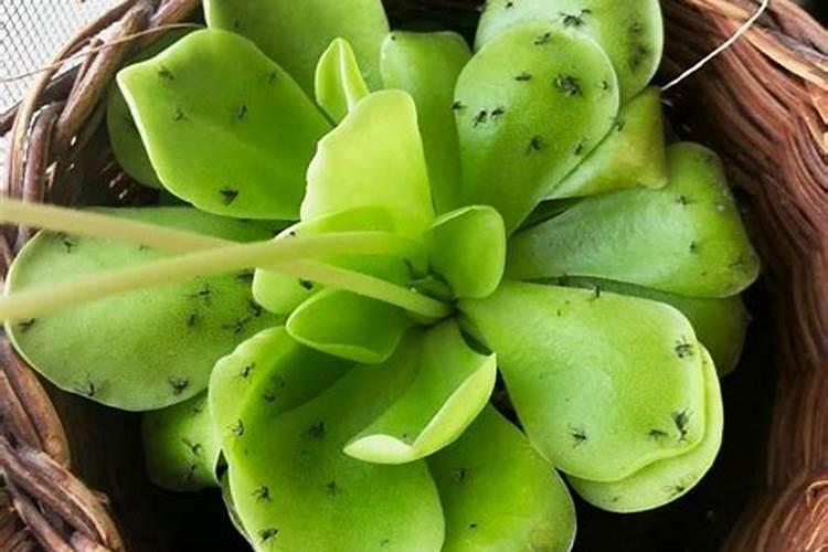 多肉植物生虫怎么办