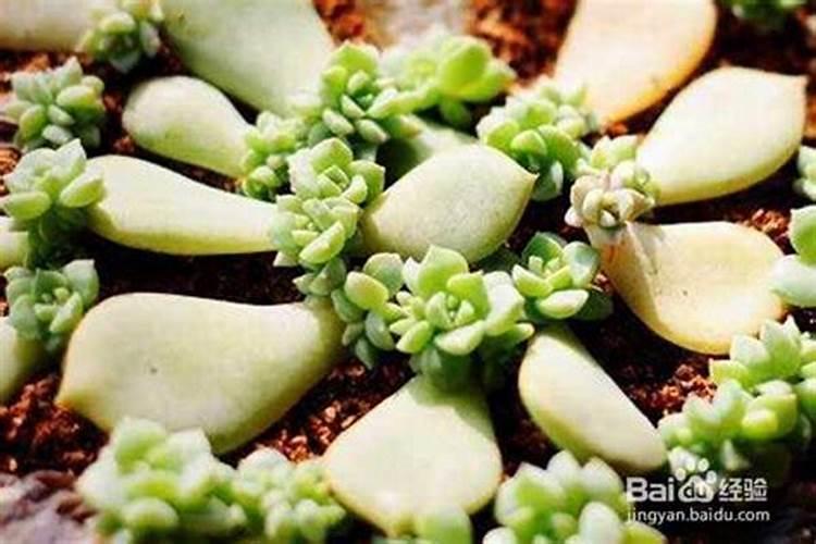 喷雾噐喷多肉植物用那一种比较好用