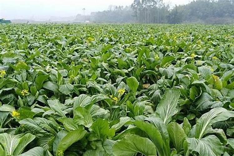 广东种菜用什么肥料好