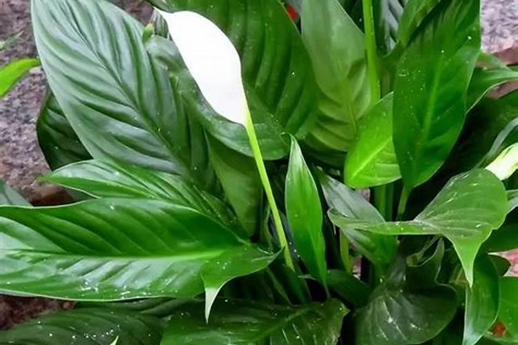 石灰岩变质后是什么岩石