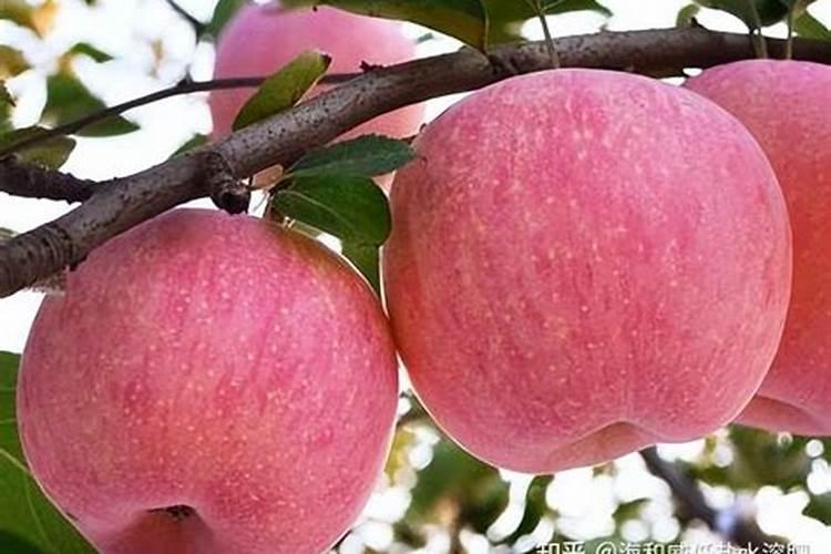 品高尚叶面肥的作用