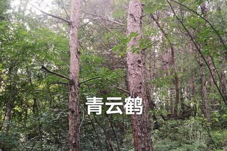护坡防水土流失种什么植物