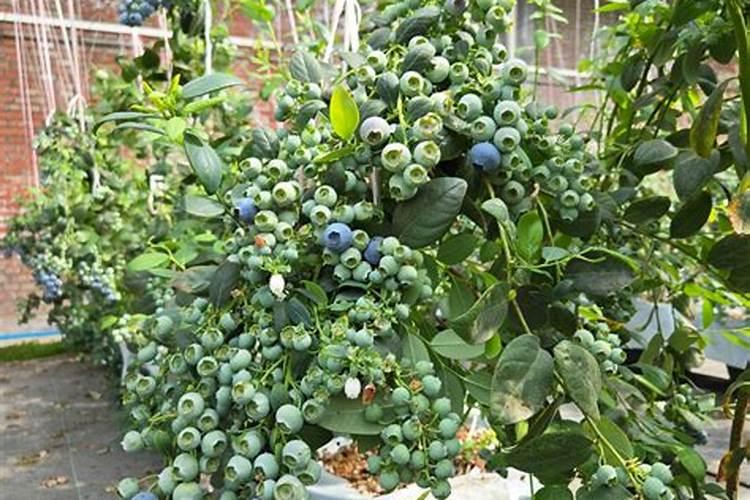 中微量元素水溶肥 一颗成年果树多少克 1克兑水升 灌土