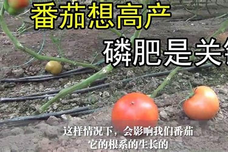 高产番茄对肥料有哪些需求,怎样施肥