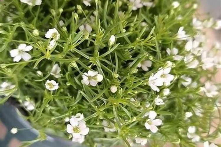 满天星用什么肥料最好