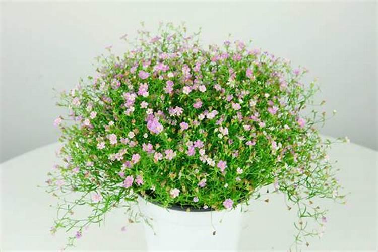 如何给满天星浇水,怎么施肥才能爆盆