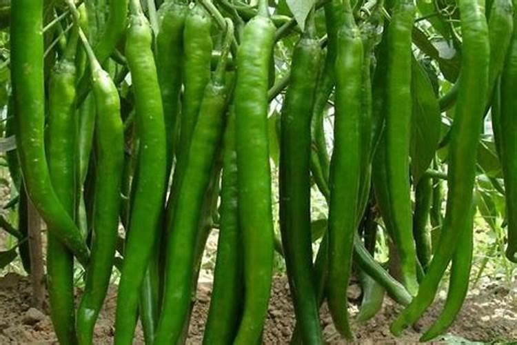 腊月在暖棚种芸豆需要多少度出牙？