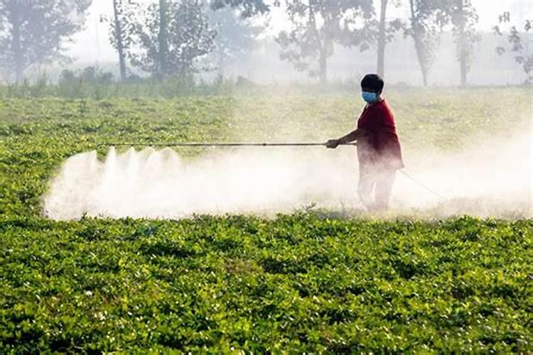 大葱先打药还是先打叶面肥