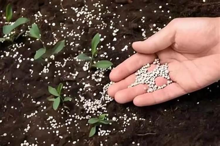 枝枝花的养护方法