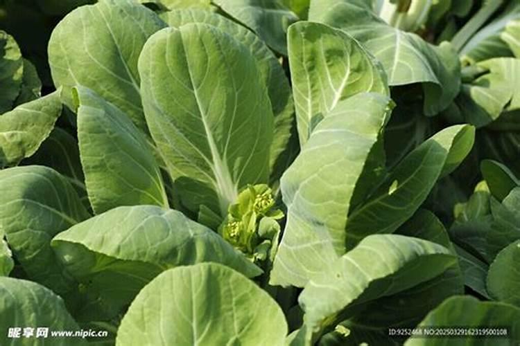 生物燃料油生产厂家