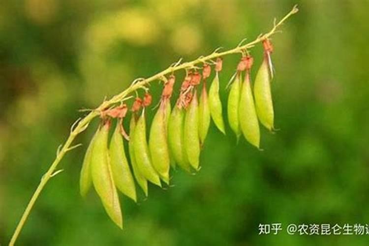 小麦成熟多少天