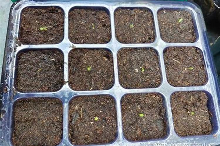 油松种植前景如何？附油松的栽植与养护