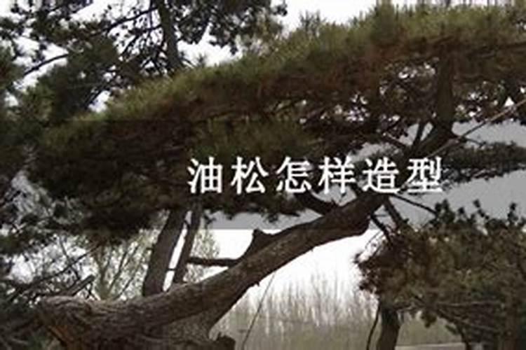 30公分的油松施什么肥？