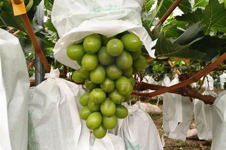 厚强葡萄苗基地分享怎样科学给阳光玫瑰葡萄苗加肥呢？