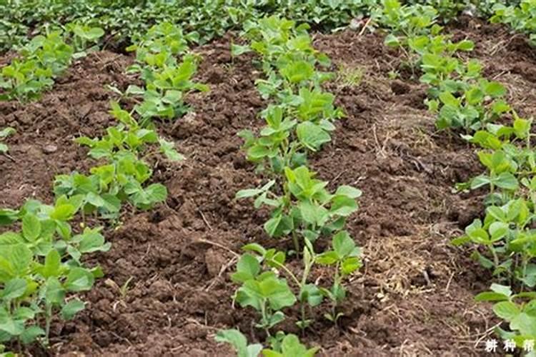 硝铵磷和尿素混合会生成什么物质？