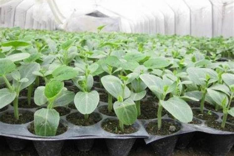 种南瓜需要哪种复合肥 用什么肥料产量高