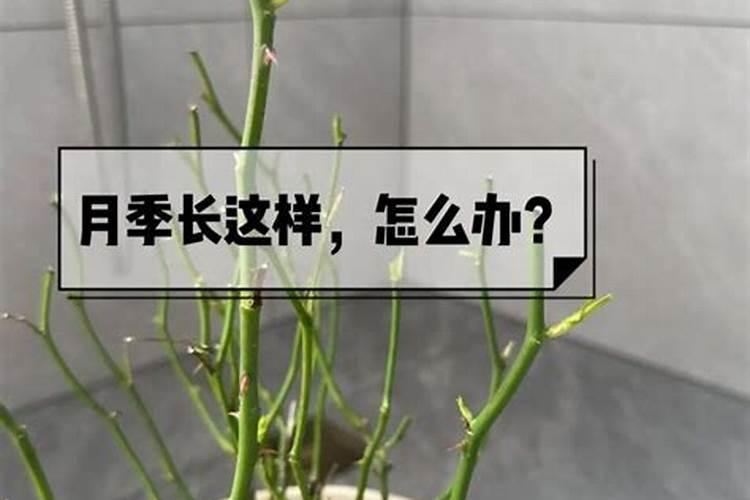 乔尔格·普利多个人资料