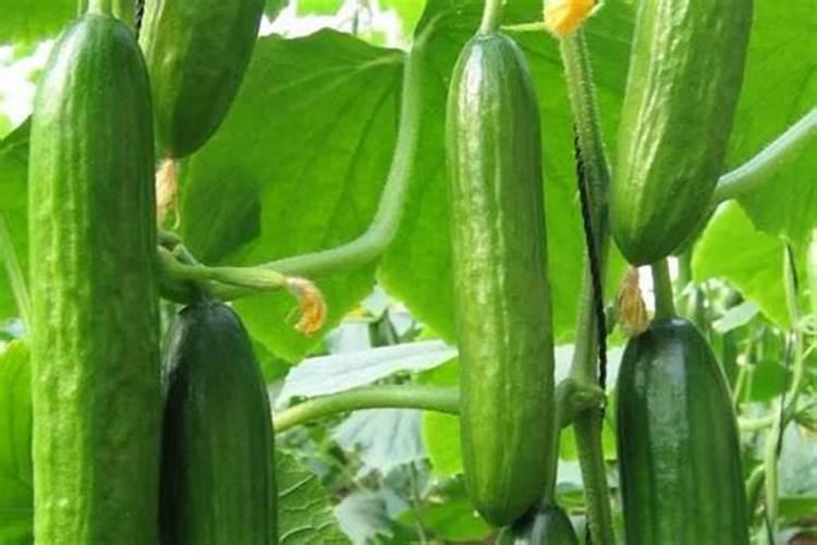 黄瓜什么时候用高钾肥料 怎么施肥提高产量